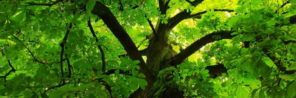 We provide certified arborist services